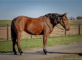 Percheron Mix, Giumenta, 3 Anni, 168 cm, Baio ciliegia