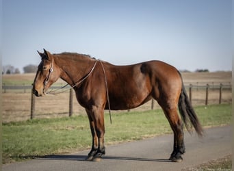 Percheron Mix, Giumenta, 3 Anni, 168 cm, Baio ciliegia