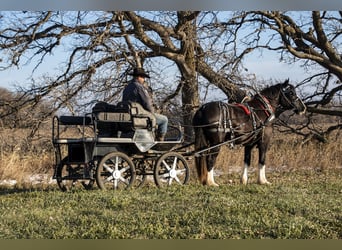 Percheron Mix, Giumenta, 3 Anni, 170 cm, Morello