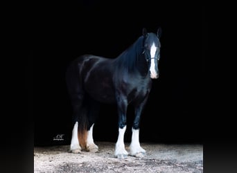 Percheron Mix, Giumenta, 3 Anni, 170 cm, Morello