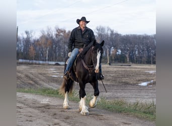Percheron Mix, Giumenta, 3 Anni, 170 cm, Morello