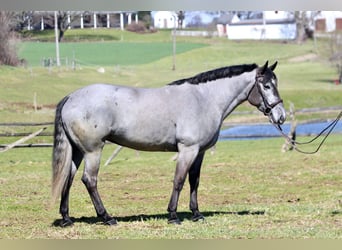 Percheron Mix, Giumenta, 4 Anni, 157 cm, Grigio