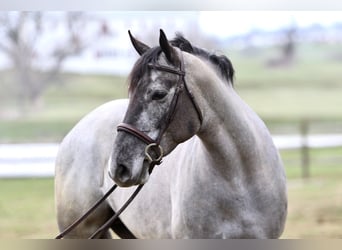 Percheron Mix, Giumenta, 4 Anni, 157 cm, Grigio