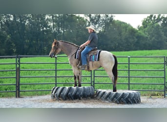 Percheron Mix, Giumenta, 4 Anni, 160 cm, Baio roano