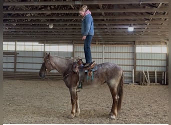 Percheron Mix, Giumenta, 4 Anni, 165 cm, Roano rosso