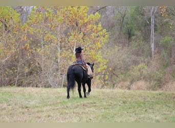 Percheron, Giumenta, 4 Anni, 173 cm, Morello