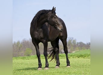 Percheron Mix, Giumenta, 4 Anni, Morello