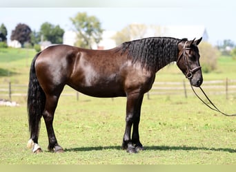 Percheron Mix, Giumenta, 4 Anni, Morello