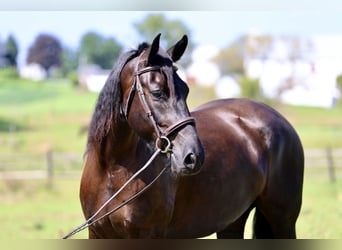 Percheron Mix, Giumenta, 4 Anni, Morello