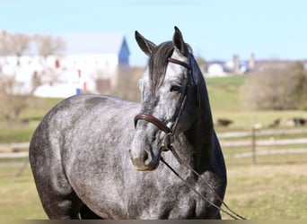 Percheron Mix, Giumenta, 5 Anni, 165 cm, Grigio