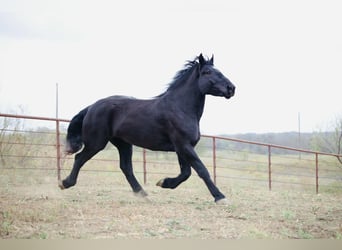 Percheron, Giumenta, 5 Anni, 173 cm, Morello