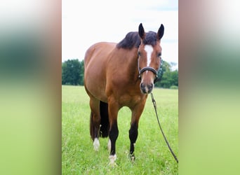 Percheron, Giumenta, 5 Anni, Baio ciliegia