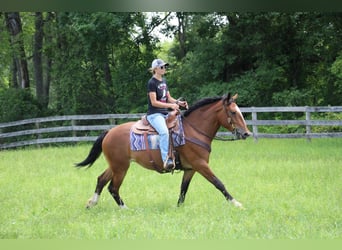Percheron, Giumenta, 5 Anni, Baio ciliegia