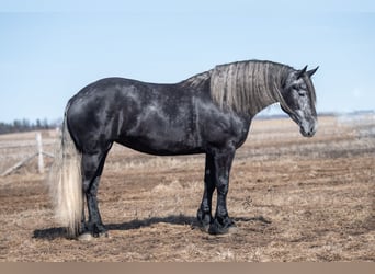 Percheron, Giumenta, 5 Anni, Grigio