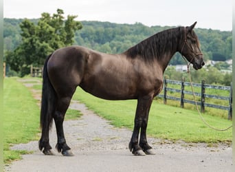 Percheron Mix, Giumenta, 5 Anni, Morello