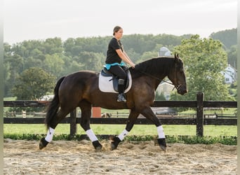 Percheron Mix, Giumenta, 5 Anni, Morello
