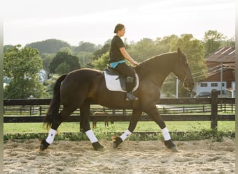 Percheron Mix, Giumenta, 5 Anni, Morello