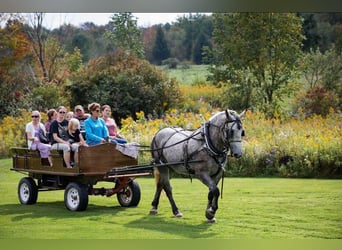 Percheron, Giumenta, 6 Anni, Grigio