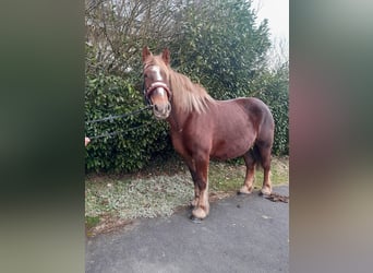 Percheron, Giumenta, 7 Anni, 163 cm, Sauro scuro