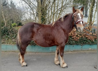 Percheron, Giumenta, 7 Anni, 163 cm, Sauro scuro