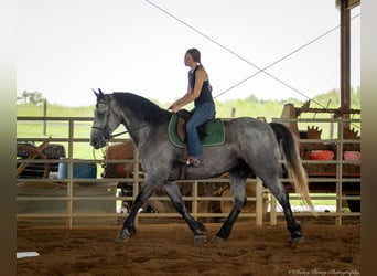 Percheron Mix, Giumenta, 7 Anni, 165 cm, Roano blu