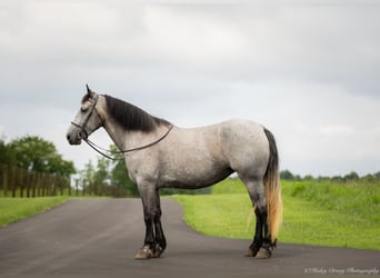 Percheron Mix, Giumenta, 7 Anni, 165 cm, Roano blu