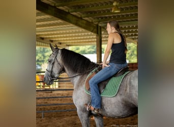 Percheron Mix, Giumenta, 7 Anni, 165 cm, Roano blu