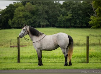 Percheron Mix, Giumenta, 7 Anni, 165 cm, Roano blu