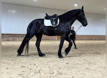 Percheron, Giumenta, 7 Anni, Morello