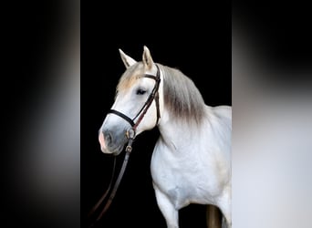 Percheron, Giumenta, 8 Anni, 163 cm, Grigio