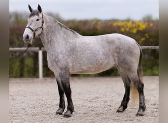 Percheron Mix, Giumenta, 8 Anni, 165 cm, Grigio