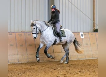 Percheron Mix, Giumenta, 8 Anni, 165 cm, Grigio