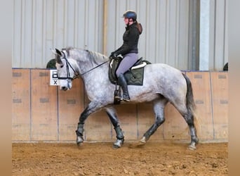Percheron Mix, Giumenta, 8 Anni, 165 cm, Grigio