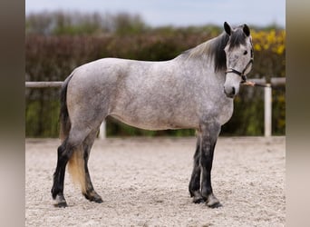 Percheron Mix, Giumenta, 8 Anni, 165 cm, Grigio