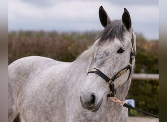 Percheron Mix, Giumenta, 8 Anni, 165 cm, Grigio
