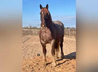 Percheron, Giumenta, 9 Anni, 168 cm, Roano rosso