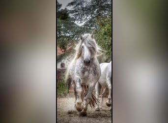 Percheron, Hengst, 15 Jahre, 180 cm