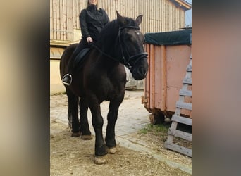 Percheron, Hengst, 15 Jahre, 183 cm, Rappe
