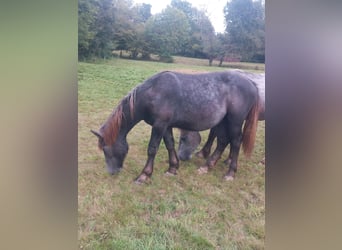 Percheron, Hengst, 1 Jaar, 150 cm, Schimmel