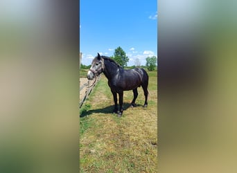 Percheron Mix, Hengst, 2 Jahre, 165 cm, Apfelschimmel