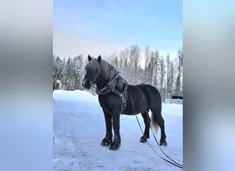 Percheron, Hengst, 3 Jahre, 167 cm, Rappe