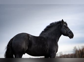 Percheron, Hengst, 6 Jaar, 180 cm, Zwart