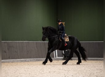 Percheron, Hengst, 6 Jaar, 180 cm, Zwart