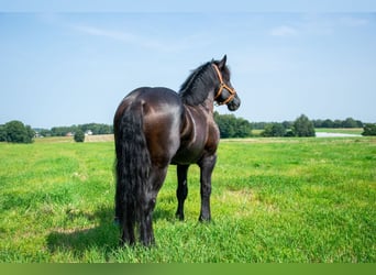 Percheron, Hengst, 6 Jaar, 180 cm, Zwart