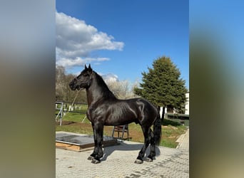 Percheron, Hengst, 6 Jaar, 180 cm, Zwart