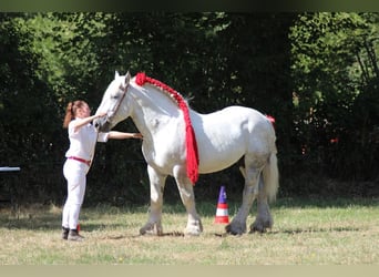 Percheron, Hengst, 8 Jahre, 165 cm, Schimmel Percheron, Hengst, 8 Jahre, 165 cm, Schimmel