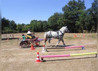 Percheron, Hengst, 8 Jahre, 165 cm, Schimmel Percheron, Hengst, 8 Jahre, 165 cm, Schimmel