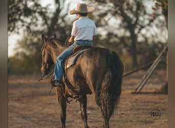 Percheron, Hongre, 10 Ans, 157 cm, Bai cerise