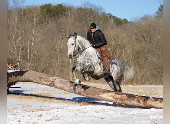 Percheron, Hongre, 10 Ans, 163 cm, Gris pommelé