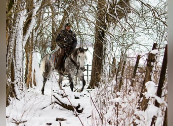 Percheron, Hongre, 10 Ans, 163 cm, Gris pommelé